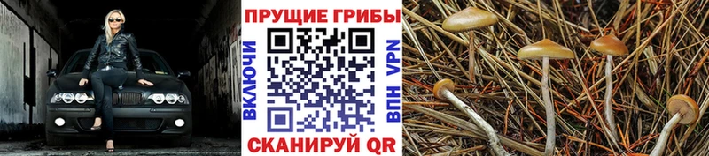 продажа наркотиков  Белокуриха  Псилоцибиновые грибы мицелий 